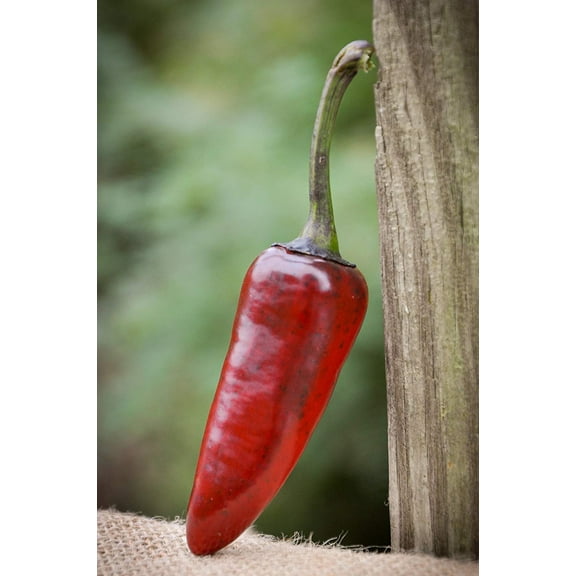 Venezuela Purple Chile Pepper Premium Seeds Packet