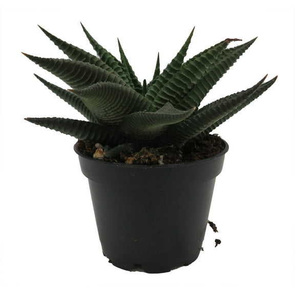 Twister Haworthia limifolia - 2.5" Pot - Succulent