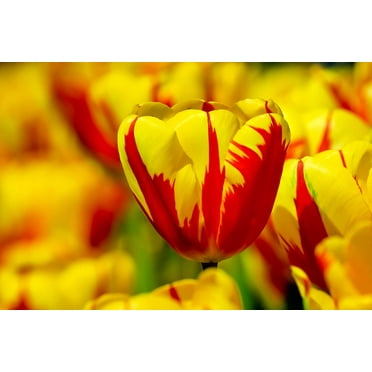 10 Red & Yellow Rembrandt Tulip Bulbs for Planting - Easy to Grow - (10 Bulbs)