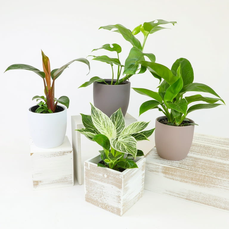 climbing philodendron houseplants Philodendron 'Painted Lady'
