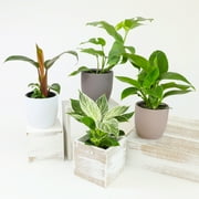 Philodendron Houseplants | 4 Easy Care Plants | 4.25in Pots; Indirect Sun | Element by Altman Plants