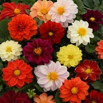 Dahlia x Hybrida Figaro Flower Seed MIx - 100 Seeds