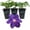 3 Plants, variant on Clematis Jackmanii Superba - Live Starter Plant in a 2 Inch Growers Pot - Starter Plants Ready for The Garden - Beautiful Violet Purple Flowering Vine
