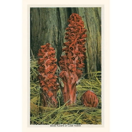 Pocket Sized - Found Image Press Journals: Vintage Journal Snow Plants Lake Tahoe (Paperback)