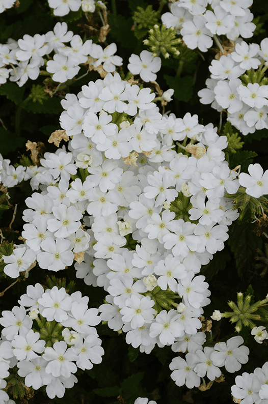 White Verbena Live Plant, Perennial Flowering Plant 4-7 Inch Tall, Trailing White Blooms for Garden, Zones 7–11