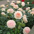 thumbnail image 4 of Heirloom Roses Veranda® Cream™ Floribunda Rose Bush, Own-Root, Repeat Blooming, Hardy, 4 of 5