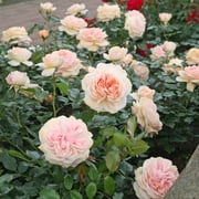 Heirloom Roses Veranda® Cream™ Floribunda Rose Bush, Own-Root, Repeat Blooming, Hardy