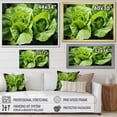 thumbnail image 4 of Designart "Lettuce With Emerald Highlights" Vegetables Wall Decor, 4 of 7