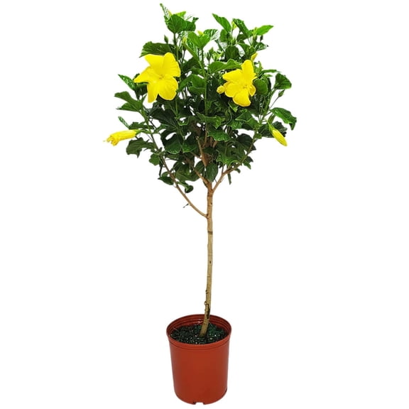 Tropical Plants of Florida 38" to 44" Yellow Hibiscus Tree; Yellow Flower Tree, Full Sunlight