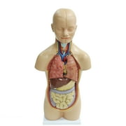 20 in 12-Piece Human Torso Model Sexless