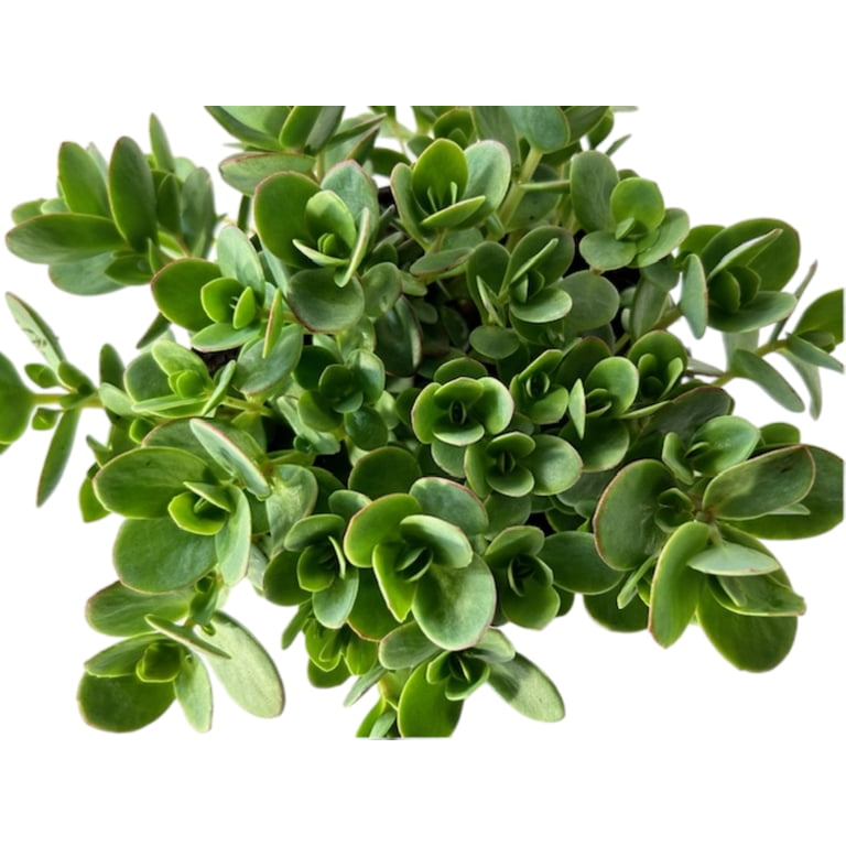 Better Homes and Gardens Outdoor Live Plant Sedum Stonecrop