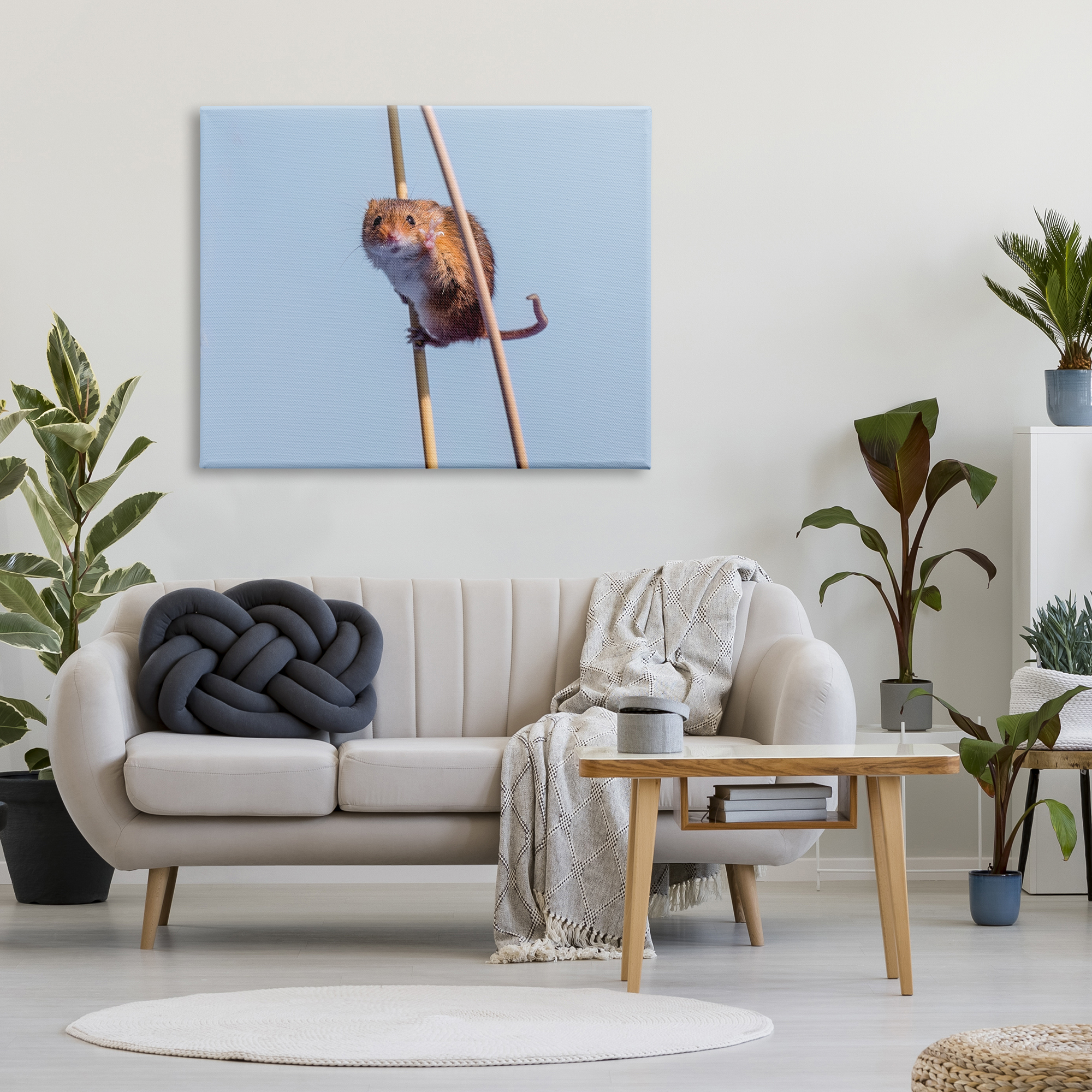 Stupell Industries Funny Balancing Mouse Animals & Insects Photography Gallery Wrapped Canvas Art Print Wall Art, 48 x 36