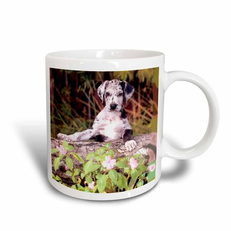 

3dRose Great Dane Puppy - Ceramic Mug 11-ounce