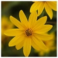 thumbnail image 2 of Everwilde Farms - 1 oz Western Sunflower Native Wildflower Seeds - Gold Vault Bulk Seed Packet, 2 of 2
