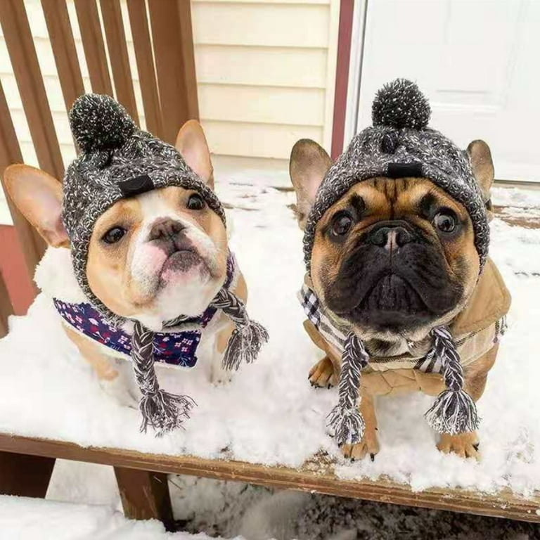 Pugs top winter hats