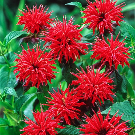100 Bright Red Bee Balm Seeds