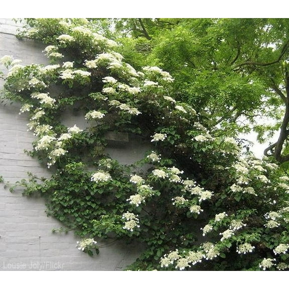 Climbing Hydrangea Anomala ( petiolaris ) - Live Plant, ( 1 QT)