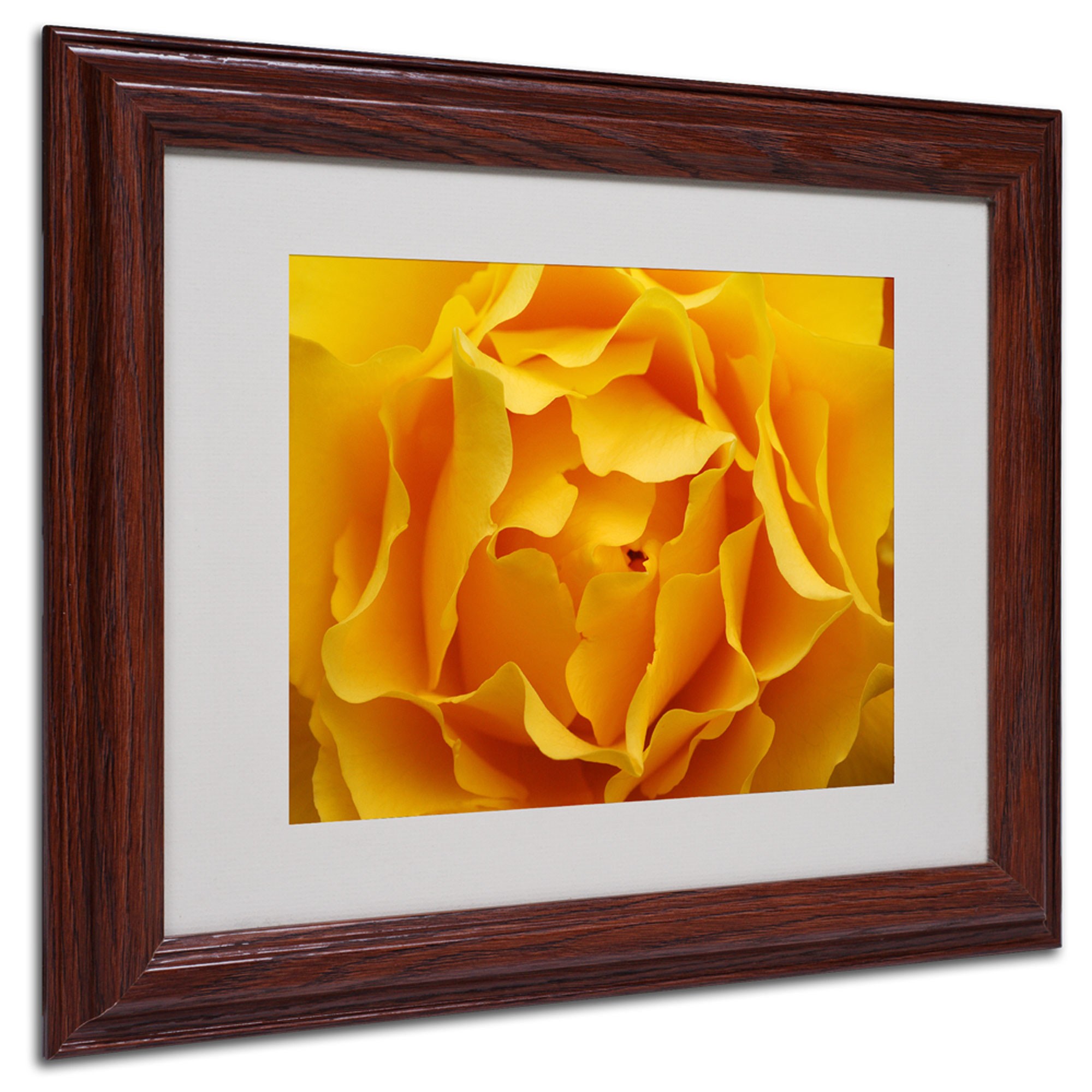 Trademark Art 'Hypnotic Yellow Rose' Matted Framed Art by Kurt Shaffer