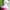 N-Pink, variant on 2024 New Pet Spring Summer Breathable Pet Clothes for Medium Dogs Skirt Dog Cat Clothing Pet Clothes for Medium Dogs Easter Pet Clothes for Medium Dogs Girl Pet Clothes for Large Dogs Female