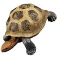 thumbnail image 2 of Tortugas de plástico Tortoise Modelo de tortuga de tortugas Tortoise Tortoise Modelo de tortuga de juguete, 2 of 8