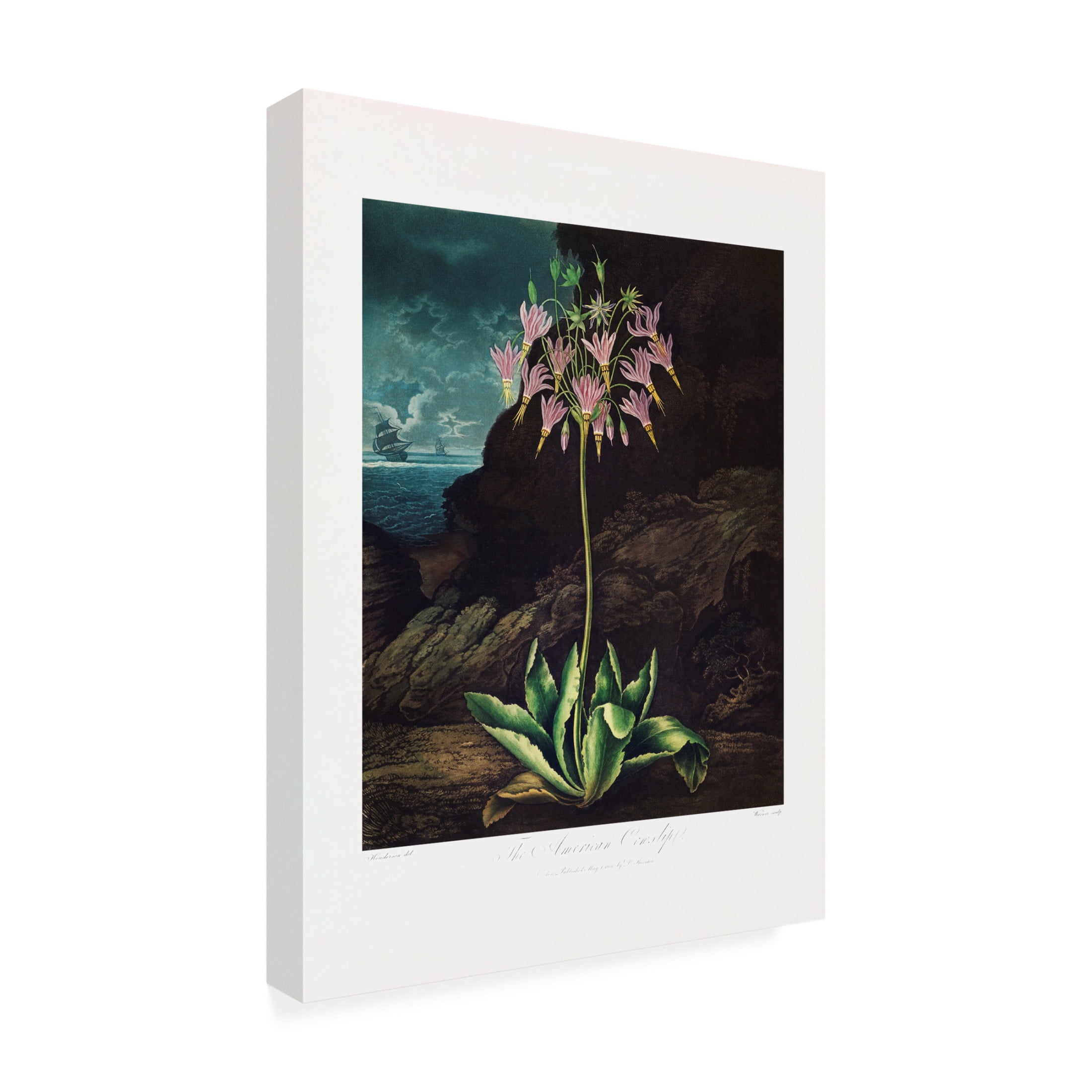 Trademark Fine Art Pictufy The American Cowslip from The Temple of Flora 1807 Canvas Wall Art