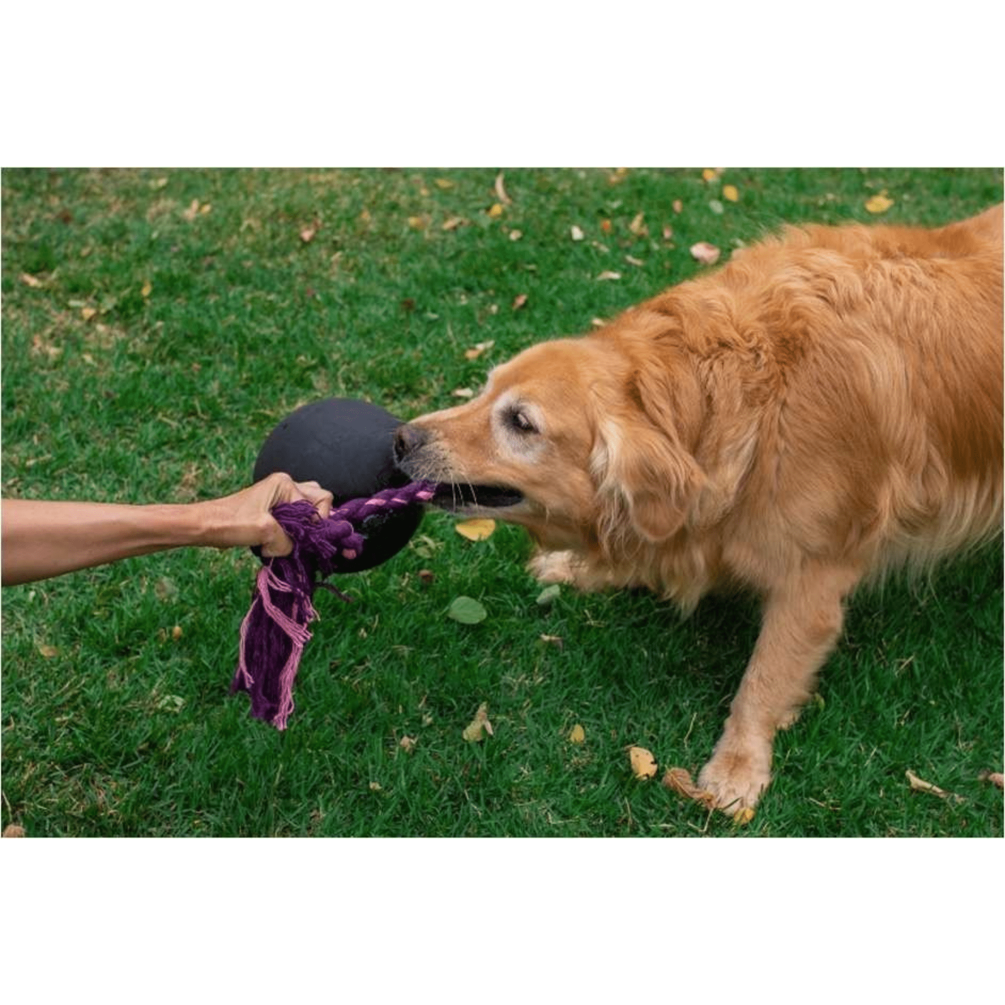 Hevea Pet Natural Rubber Non Toxic EcoTough XL Duraplay Tug Dog Toy
