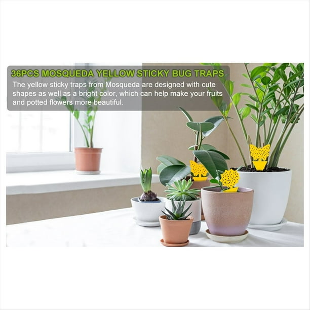 36 Piezas Trampas Adhesivas para Moscas de la Fruta Trampas para Mosquitos y Hongos Trampa para Insectos para Plantas Cocina Interior Exterior Moscas Blancas Mosquitos