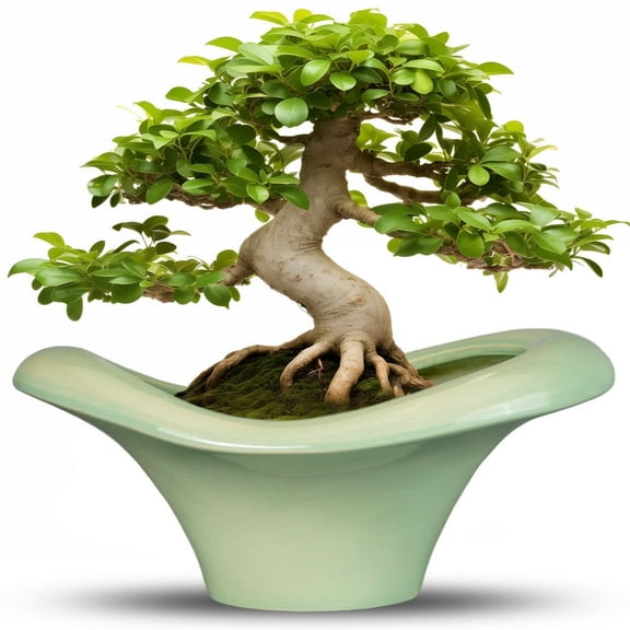 Ceramic Bonsai Pots - 13 inch Large Ceramic Planter Modern Pot with Drainage Hole for Indoor Plants for Succulent Garden Decor Green