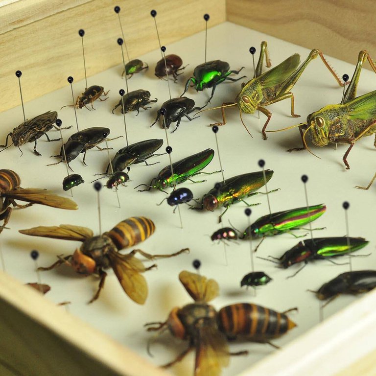 Dissection Pin Set CHILDWEET 200pcs Insect Specimen Needle Vent ...
