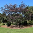 thumbnail image 2 of Brighter Blooms - Bloomables® Summer Chocolate Mimosa Tree, 5-6 ft. - No Shipping to AK, AZ, FL, HI, NJ, OR, WI, 2 of 3