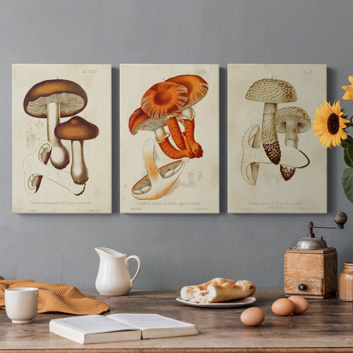 Mushroom Varieties VI Premium Gallery Wrapped Canvas - Ready to Hang - 40 x 60 Each