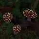 thumbnail image 1 of 3 estacas de hongos para jardín, estatuas en miniatura brillantes, manualidades de bonsái, pequeños adornos para césped, decoración de jardín de, 1 of 8