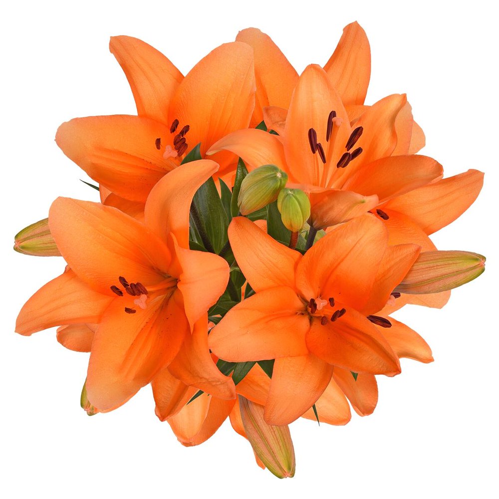 Orange LA Hybrid Lilies Fresh Cut 40 Stems