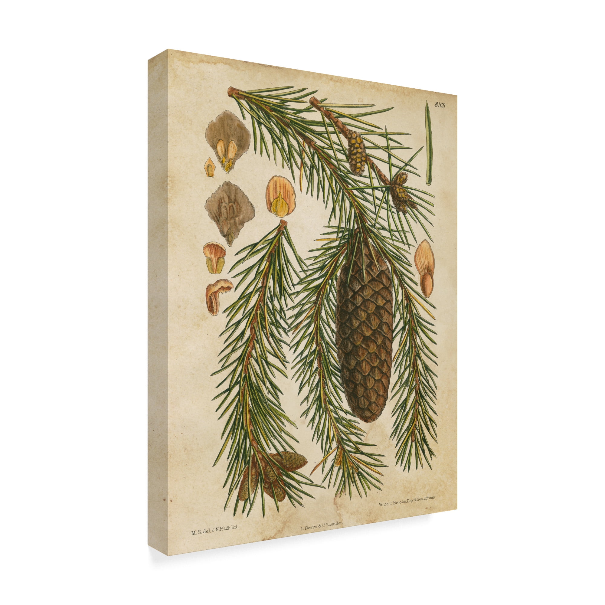 Trademark Fine Art 'Vintage Conifers I' Canvas Art by Vision Studio