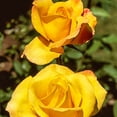 thumbnail image 2 of Gold Medal Dormant Bare Root Grandiflora Rose, Includes one dormant plant per order, 2 of 4