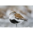 thumbnail image 2 of Dunlin Roosting With Western Sandpipers On Mudflats Of Hartney Bay Near Cordova On Copper River Delta Southcentral Ala 1, 2 of 2