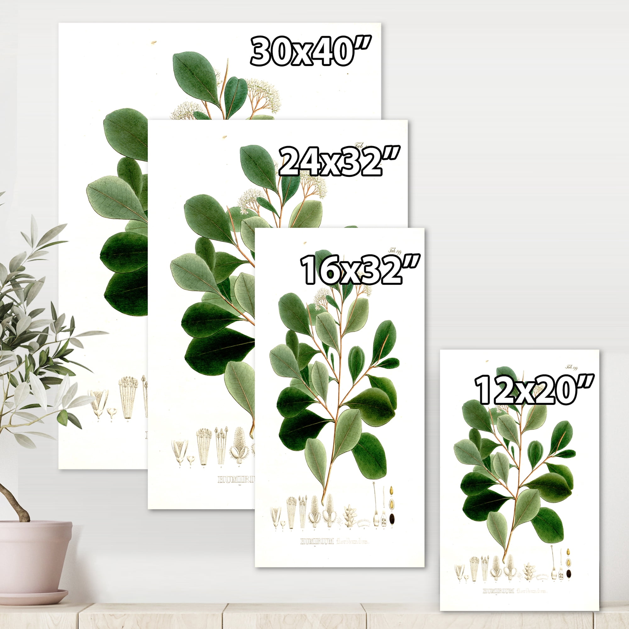 Designart ' Ancient Botanicals IV ' Traditional Canvas Wall Art Print