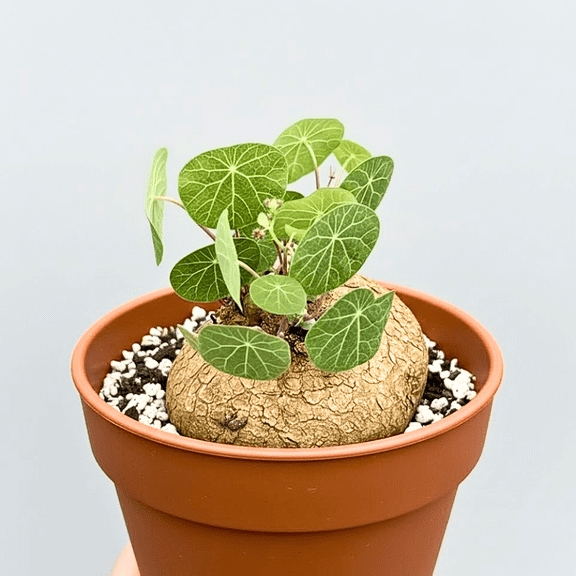 Stephania Cephalantha Caudex Live Plant, Rare Caudex Succulent, Cold Hardy Houseplant, 3.5 inch Pot for Indoor Planting
