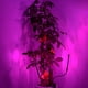 thumbnail image 3 of Clip De Planta LED En Sincronización De Carga USB De Crecimiento De Doble Cabezal De 18W, 3 of 7