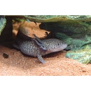 Aquatic Foods Sinking 1/8 Pellets for Plecos, Catfish, Shrimp Snails ALL Bottom Fish - 1/4-lb…Ziegler