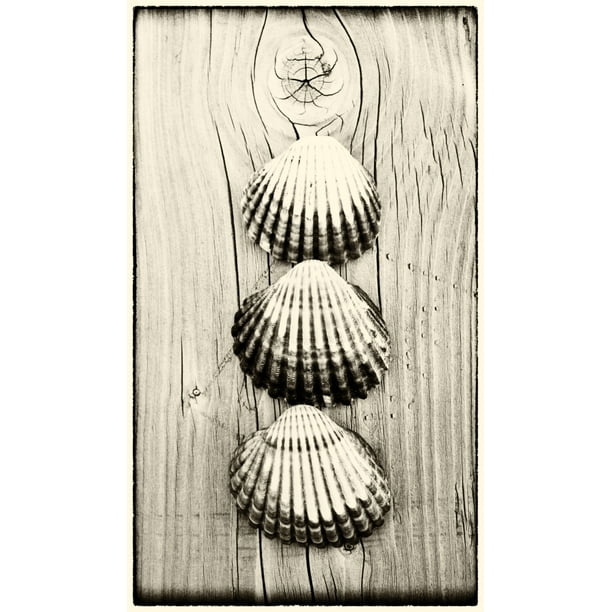 Three shells on piece of wood by Hilary Jane Morgan / Design Pics (20 x ...