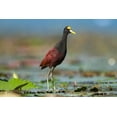 thumbnail image 2 of Fitzharris, Tim 14x11 White Modern Wood Framed Museum Art Print Titled - Northern Jacana III, 2 of 4