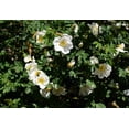 thumbnail image 6 of Seedville 10 White Japanese Rose Plant Seeds, Cold Hardy Fragrant Flowers, 6 of 11