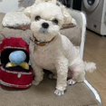 thumbnail image 5 of Caja de anillos de peluche, funda de amor, juguete para masticar para mascotas, sonidos de cachorros, 5 of 5