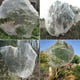 thumbnail image 4 of Toystoory Malla antipájaros confiable para una protección de plantas vegetales Cubierta protectora efectiva de plantas Jardín y Patio Blanco 1*1.2 m, 4 of 6