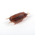 thumbnail image 4 of Interactive Electronic Cockroach Toy for Dogs & Cats - Fun Intelligence Activity & Training Pet Supplies, 4 of 6