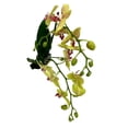 thumbnail image 3 of Orquídea phalaenopsis por pieza, 3 of 4