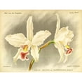 thumbnail image 3 of Goossens, A. 18x15 Black Modern Framed Museum Art Print Titled - Orchid, Laelia Anceps, 3 of 5
