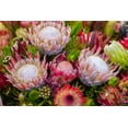 thumbnail image 4 of 5 Giant KING PROTEA Cynaroides Sugarbush Rare 12" Flower Seeds, 4 of 11