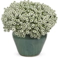 thumbnail image 6 of Proven Winners 4" White Knight Sweet Alyssum Live Plant in 4.25" Pot (4 Count), 6 of 9